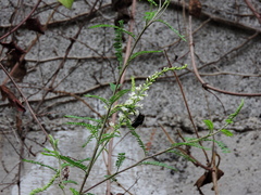 Copestylum mexicanum