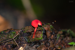 Pseudohygrocybe