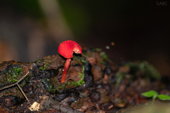 Pseudohygrocybe