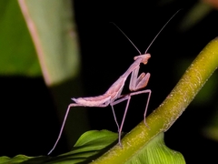 Miomantis caffra