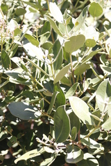 Olea capensis capensis