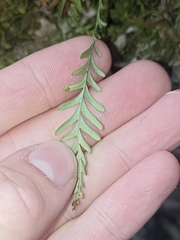 Notogrammitis heterophylla