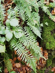 Polypodium vulgare