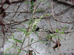 Copestylum mexicanum