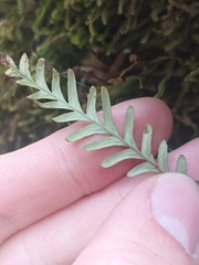 Notogrammitis heterophylla