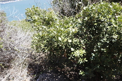 Olea capensis capensis