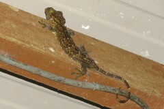 Gekko albofasciolatus