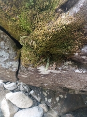 Notogrammitis heterophylla