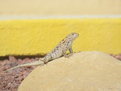 Sceloporus spinosus