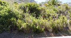 Cliffortia strobilifera