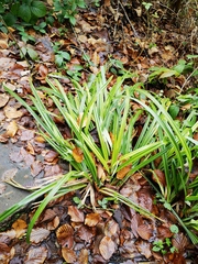 Carex sylvatica