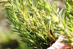 Cliffortia strobilifera