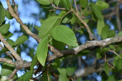 Celtis tala
