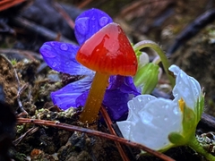 Hygrocybe cuspidata