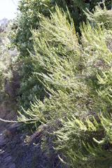 Cliffortia strobilifera