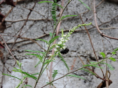 Copestylum mexicanum