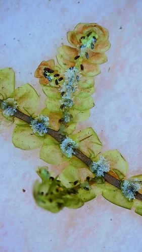 Frullaniaceae image