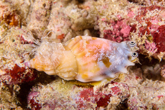 Tridentarius dentatus