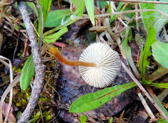 Strobilurus stephanocystis