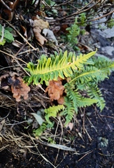 Polypodium vulgare