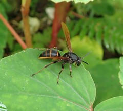 Polistes philippinensis