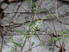 Copestylum mexicanum