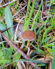 Strobilurus stephanocystis