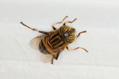 Eristalodes