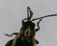 Longitarsus dorsalis