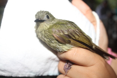 Rhynchocyclus olivaceus