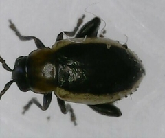Longitarsus dorsalis