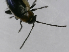 Longitarsus dorsalis