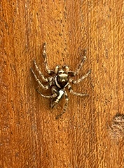 Salticinae