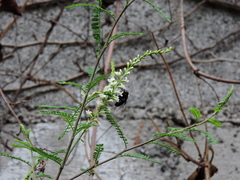Copestylum mexicanum
