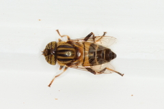Eristalodes