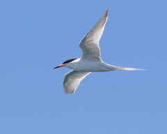 Sterna dougallii