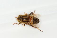 Eristalodes
