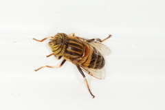 Eristalodes