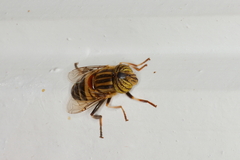 Eristalodes