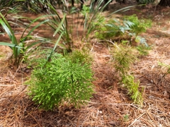 Lycopodium deuterodensum