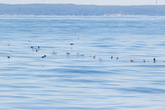 Oceanites oceanicus