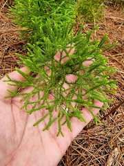 Lycopodium deuterodensum