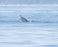 Balaenoptera acutorostrata