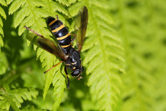 Temnostoma bombylans