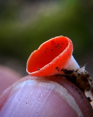 Sarcoscypha occidentalis