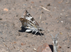 Chiomara asychis