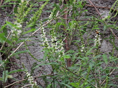 Copestylum mexicanum