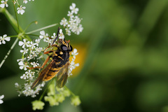 Temnostoma vespiforme