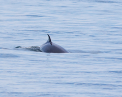 Balaenoptera acutorostrata