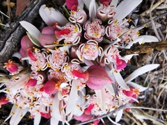 Euphorbia radians
